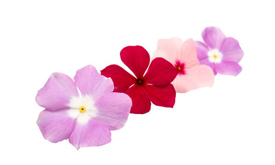 Pink periwinkle isolated