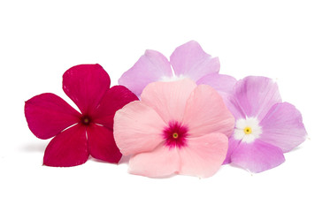 Pink periwinkle isolated