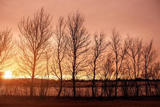 Sunrise behind barenaked tree silhouettes
