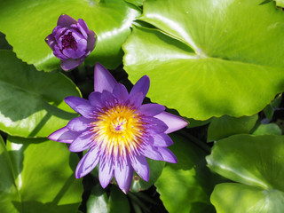 Lotus flower and their leaves
