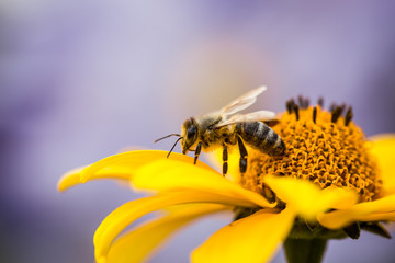 Bee on yellow flower
