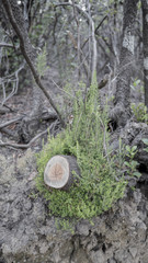 Cut tree with fresh leaves