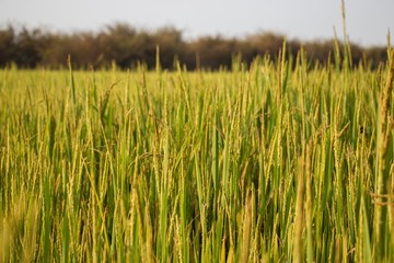 Rice Field in rural Cambodia