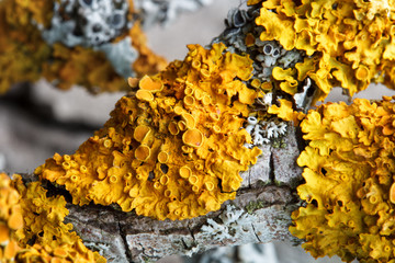 Yellow lichen, xanthoria parietina, on dry branch of fruit tree, macro