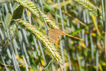 Butterfly on wheat