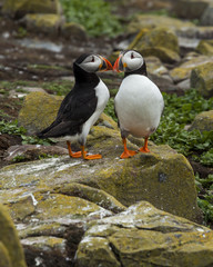 Puffin, Seabird. At annual nesting site on the Farne Islands, Northumberland, England, UK.
