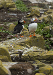 Puffin, Seabird. At annual nesting site on the Farne Islands, Northumberland, England, UK.