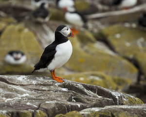 Puffin, Seabird. At annual nesting site on the Farne Islands, Northumberland, England, UK.