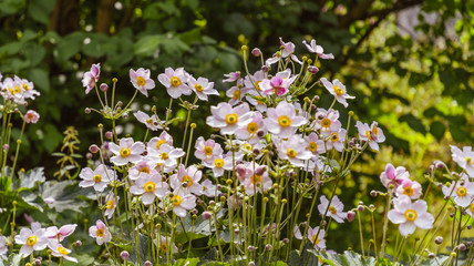 Anemonen - Blumenwiese