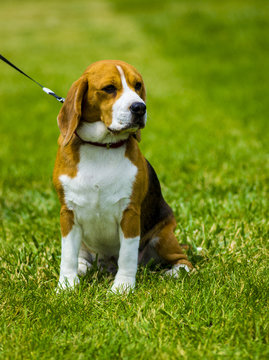 beagle dog on a green lawn. Dog beagle. Beagle dog