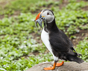 Puffin, Seabird. At annual nesting site on the Farne Islands, Northumberland, England, UK.