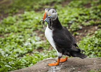Puffin, Seabird. At annual nesting site on the Farne Islands, Northumberland, England, UK.