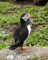 Puffin, Seabird. At annual nesting site on the Farne Islands, Northumberland, England, UK.
