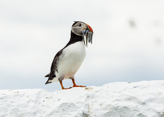 Puffin, Seabird. At annual nesting site on the Farne Islands, Northumberland, England, UK.
