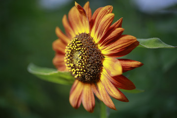 Closeup of red and orange Sunflower growing in garden