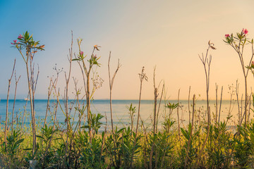 Flowers on the beach