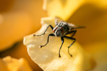 Fliege in Nahaufnahme 