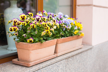 flowers in vase on the street