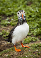 Puffin, Seabird. At annual nesting site on the Farne Islands, Northumberland, England, UK.