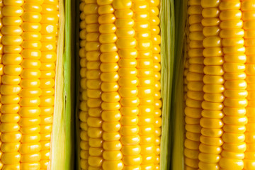 Three corn ears. Vegetable concept background