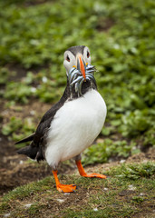 Puffin, Seabird. At annual nesting site on the Farne Islands, Northumberland, England, UK.