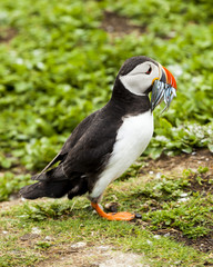 Puffin, Seabird. At annual nesting site on the Farne Islands, Northumberland, England, UK.