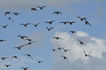 tauben fliegen