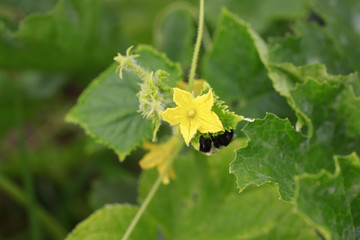 Cantaloupe bloom with bumble bee in summer garden