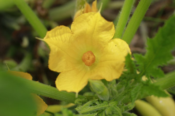Yellow summer squash bloom in the garden