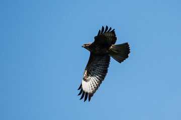 Common Buzzard, Buteo buteo 