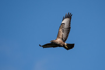 Common Buzzard, Buteo buteo 