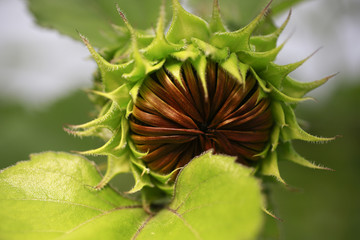 Fototapeta premium Closeup of Sunflower growing in garden