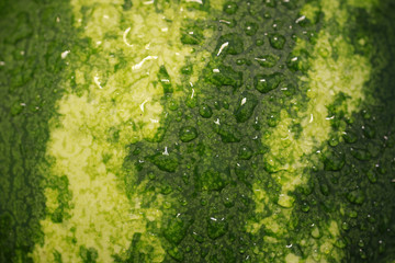 Closeup of watermelon growing in garden