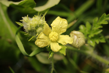 Watermelon bloom in the garden