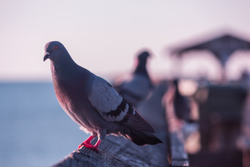 pigeons
