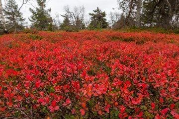 Obraz premium Autumn landscape in Lapland forest, Finland