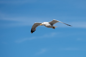 Fototapeta na wymiar Single Seagull Flying Bird with Open Wings on Clear Blue Sky