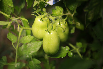 Green tomatoes ripening in the garden