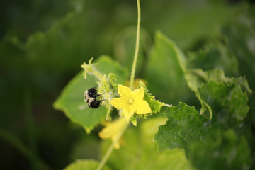 Bumblebee on a cantaloupe bloom
