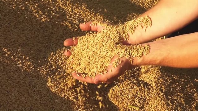 Getreideernte - Landwirt l&auml;&szlig;t frisch gedroschene Getreidek&ouml;rner durch H&auml;nde rieseln