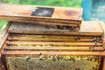 Wax frames with honey in the hive, process of obtaining honey