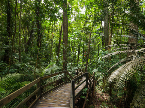 Fototapeta tropical rain forest in Cape Tribulation Australia, Daintree rainforest, an ancient jungle