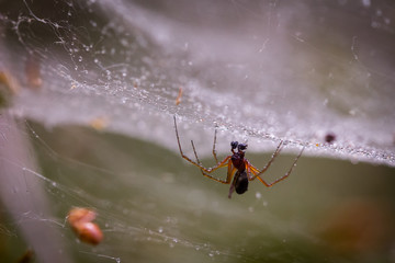 spider in its wet web