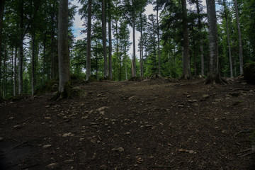 Bayrischer Wald mit vielen hohen Bäumen