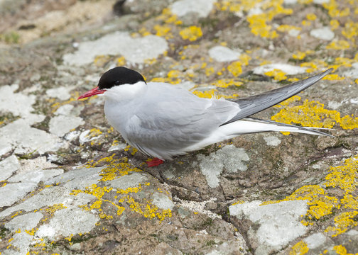 Arctic Tern. Farne Islands. Northumberland, England, UK.
