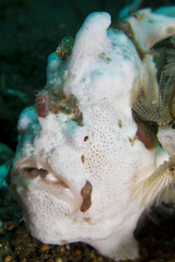 Painted Frogfish