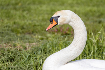 Portrait of a mute swan