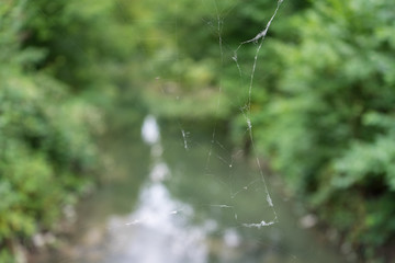 small river running through forest