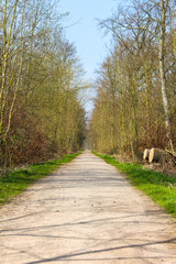 Fototapeta premium Wald Weg