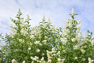 Shrub privet White blossoming spring on the sky with clouds. Landscape.